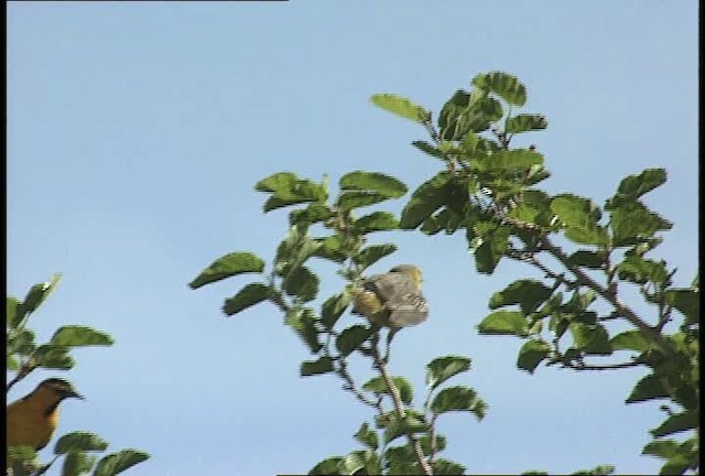 Bullock's Oriole - ML448346