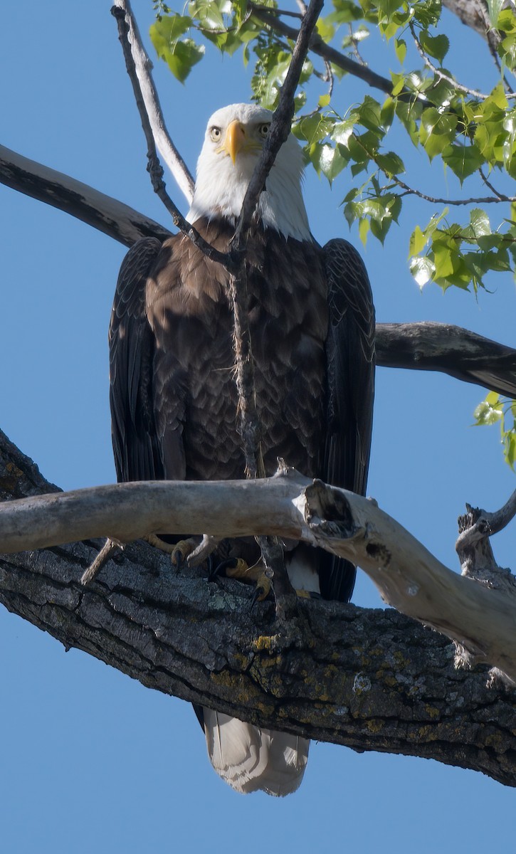 Bald Eagle - Kevin Ash