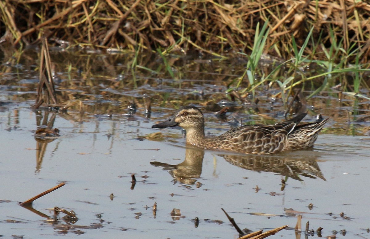 Northern Shoveler - ML44834711