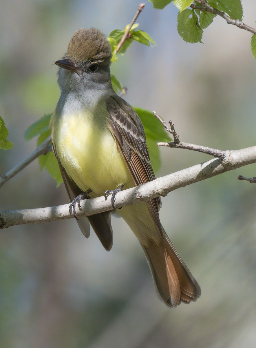 Great Crested Flycatcher - ML448347151