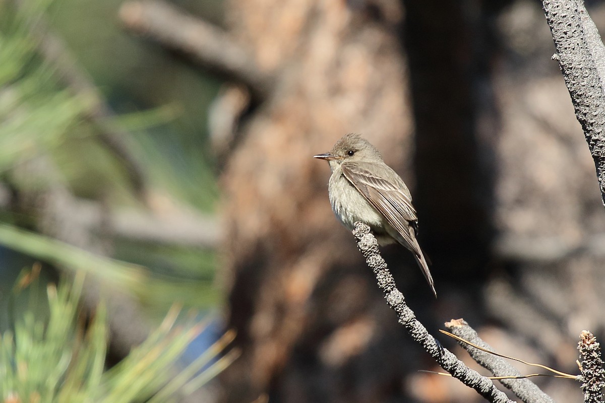 Western Wood-Pewee - ML448347411