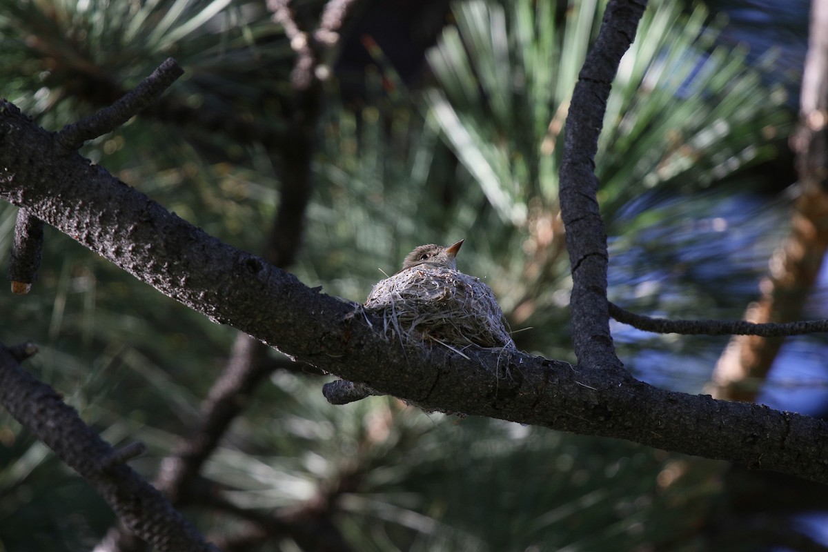 Western Wood-Pewee - ML448347491