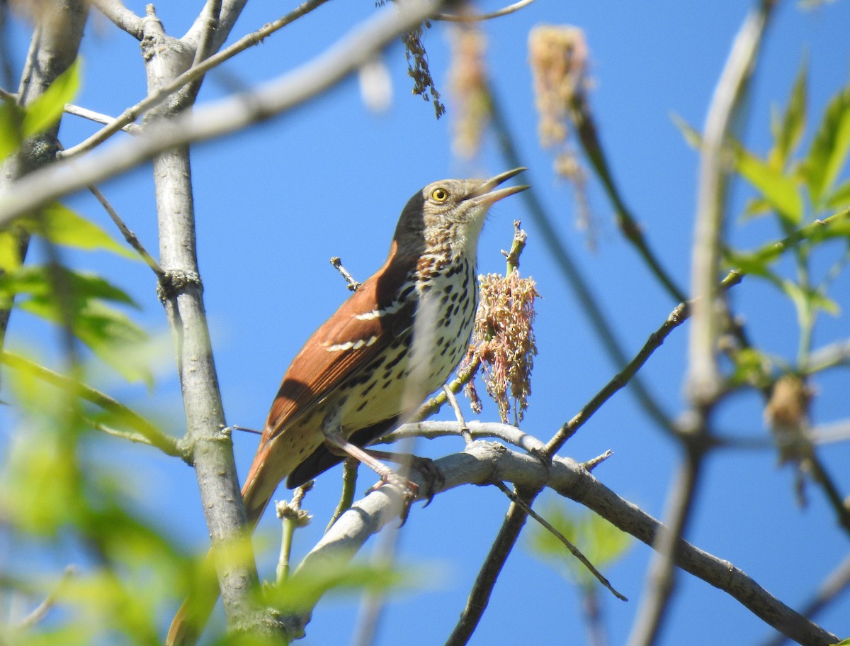 Brown Thrasher - Glenn Hodgkins