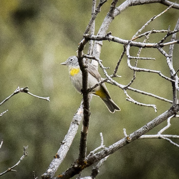 Virginia's Warbler - ML448348891