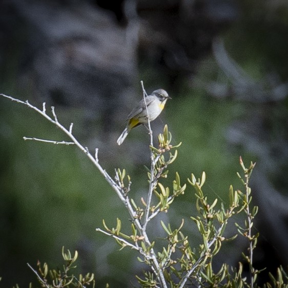 Virginia's Warbler - ML448348901