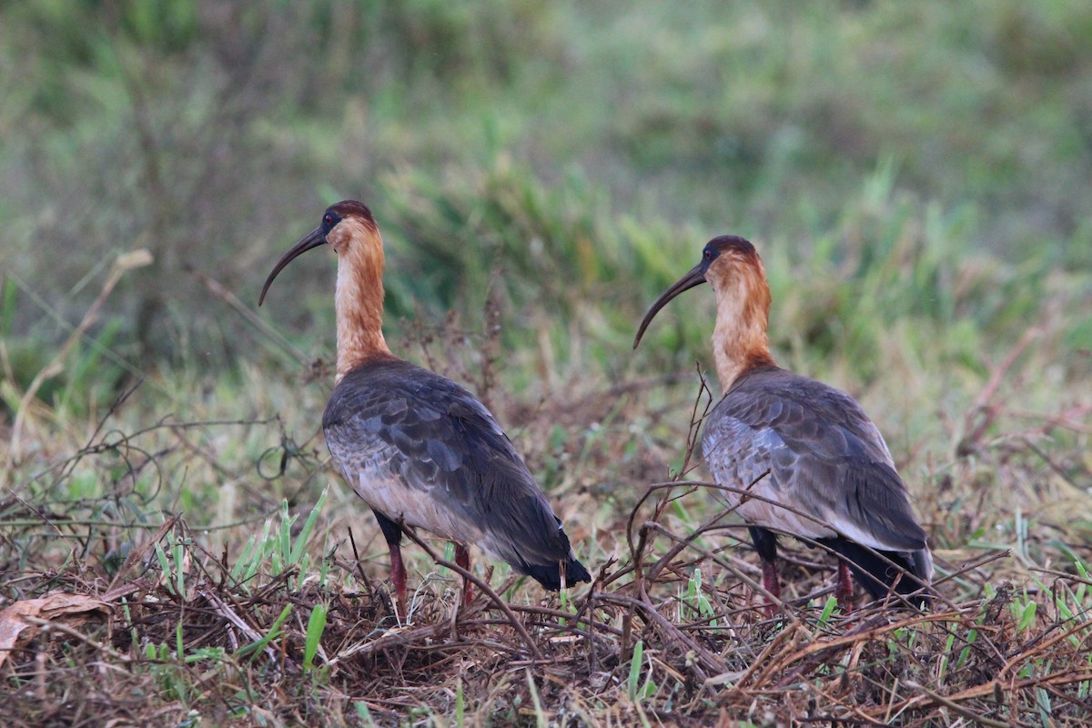 ibis bělokřídlý - ML448352261