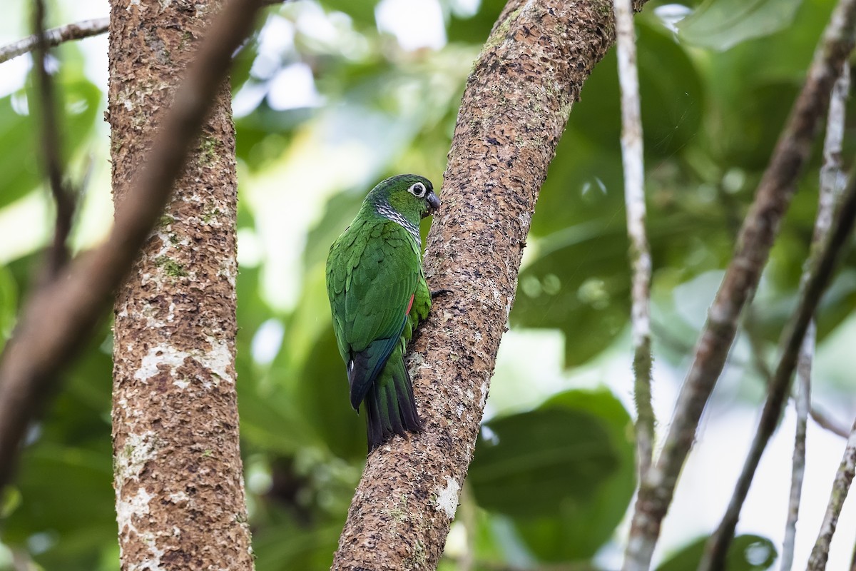 Maroon-tailed Parakeet - ML448353401