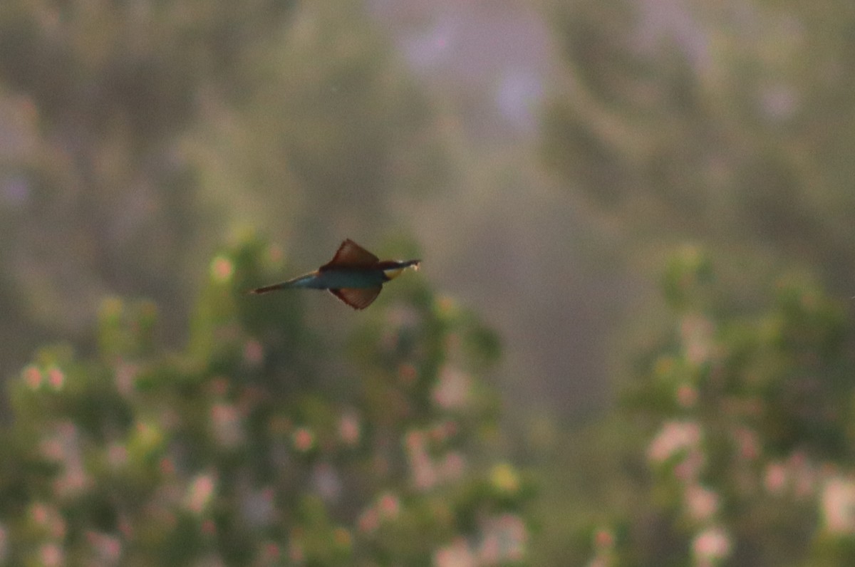 European Bee-eater - Firdous Parray