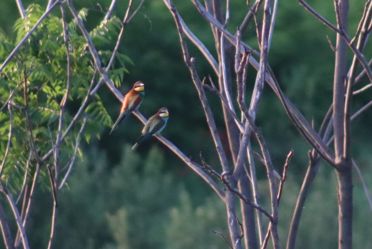 European Bee-eater - Firdous Parray