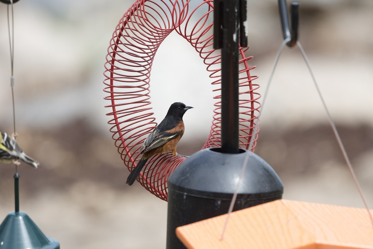 Orchard Oriole - ML448354711