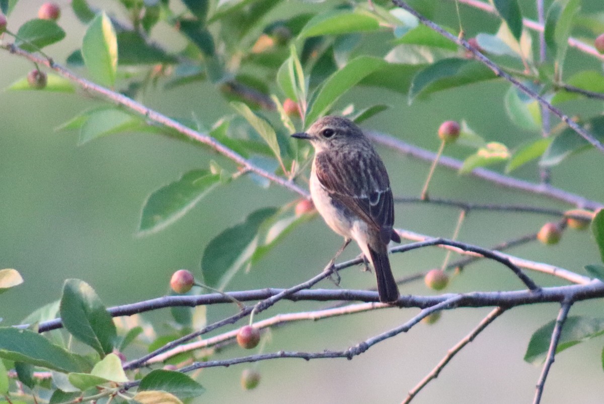 Siberian Stonechat - Firdous Parray