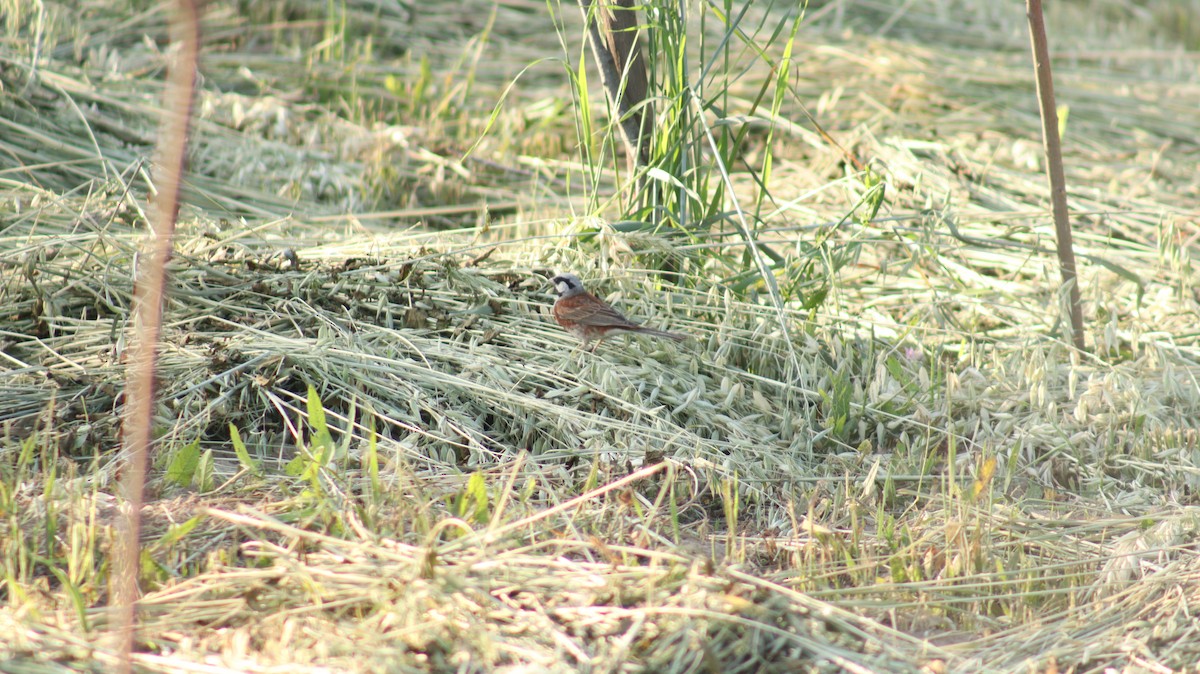 White-capped Bunting - ML448355361