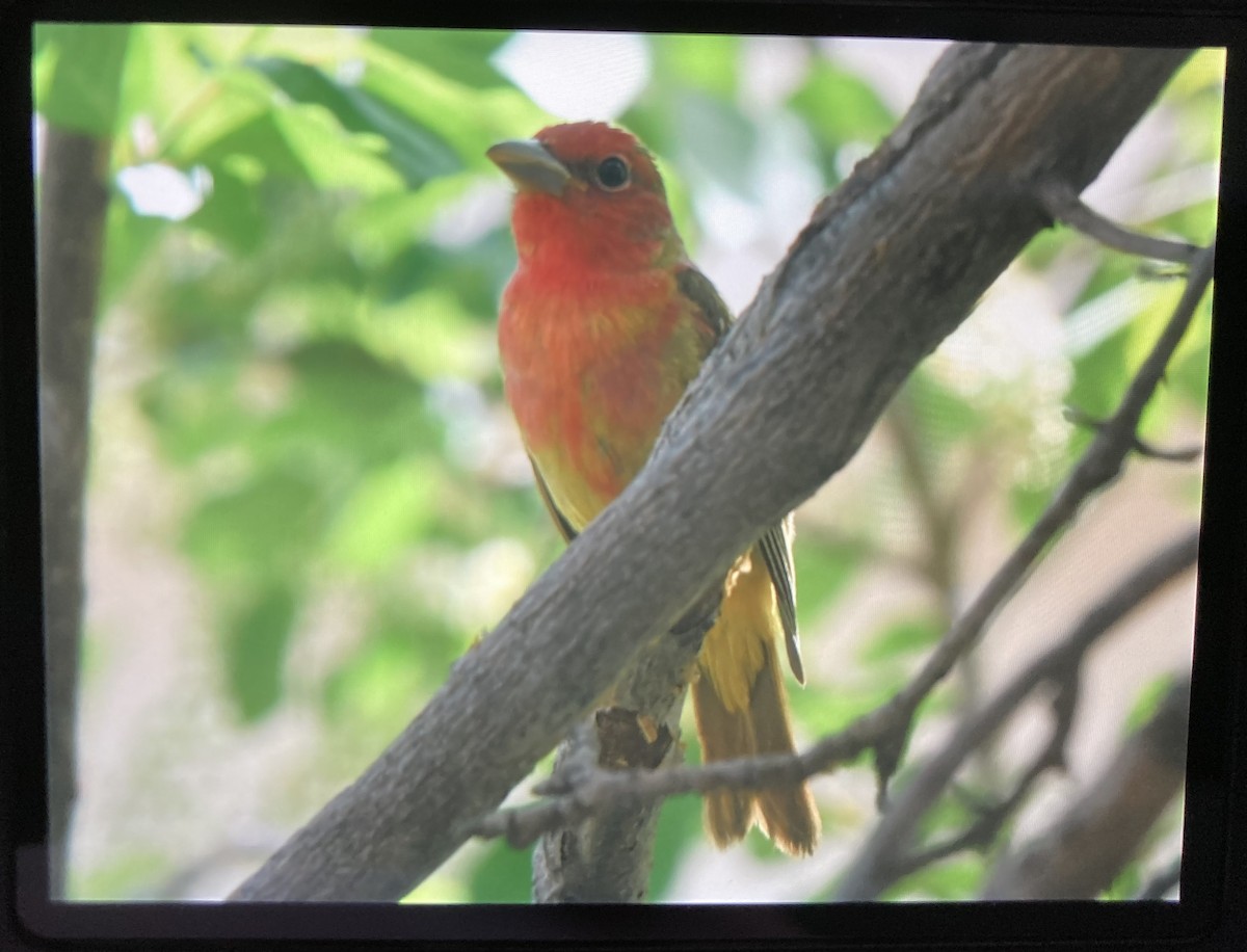 Summer Tanager - ML448355811