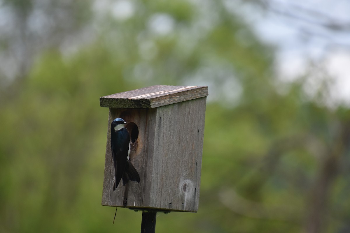 Tree Swallow - ML448355941