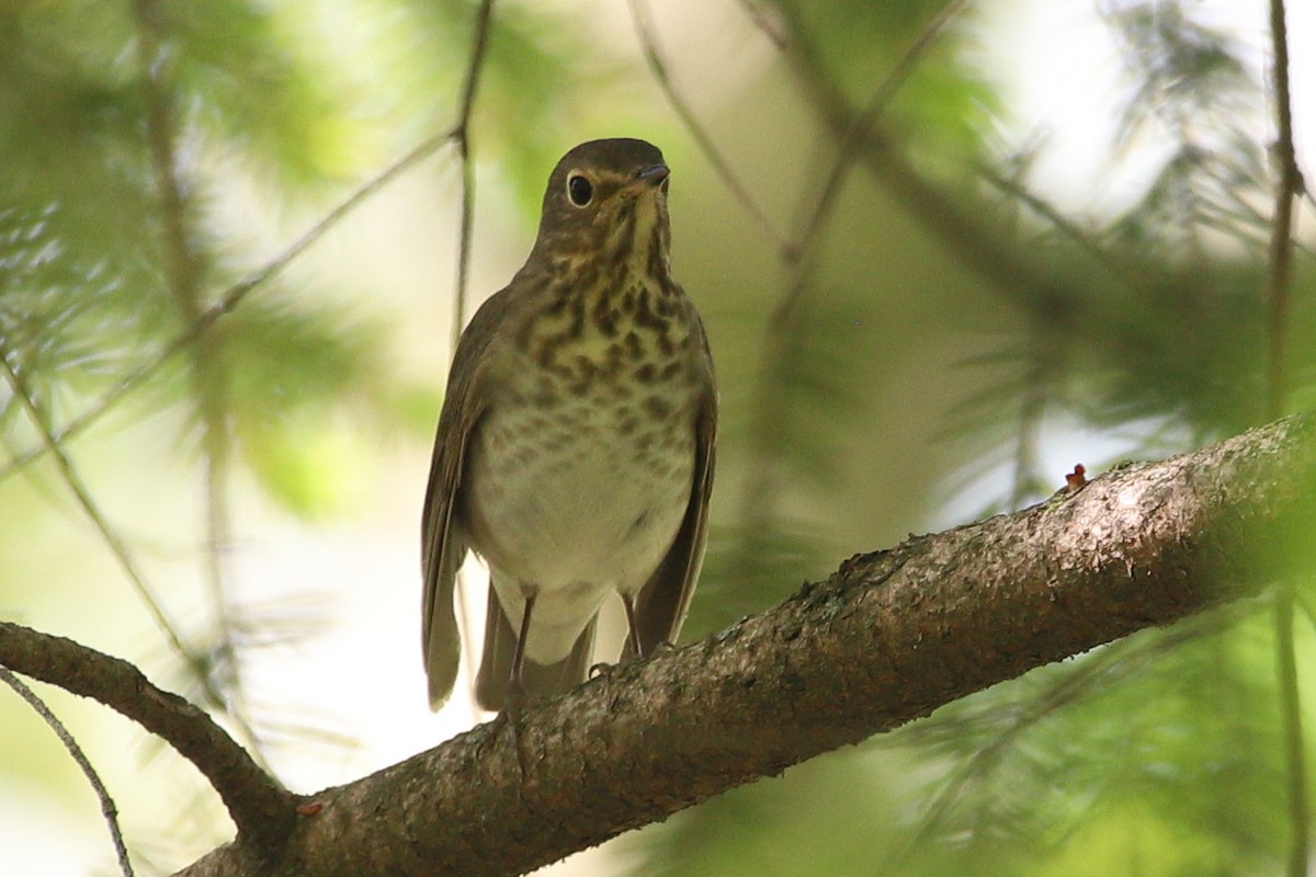 Swainson's Thrush - ML448356321