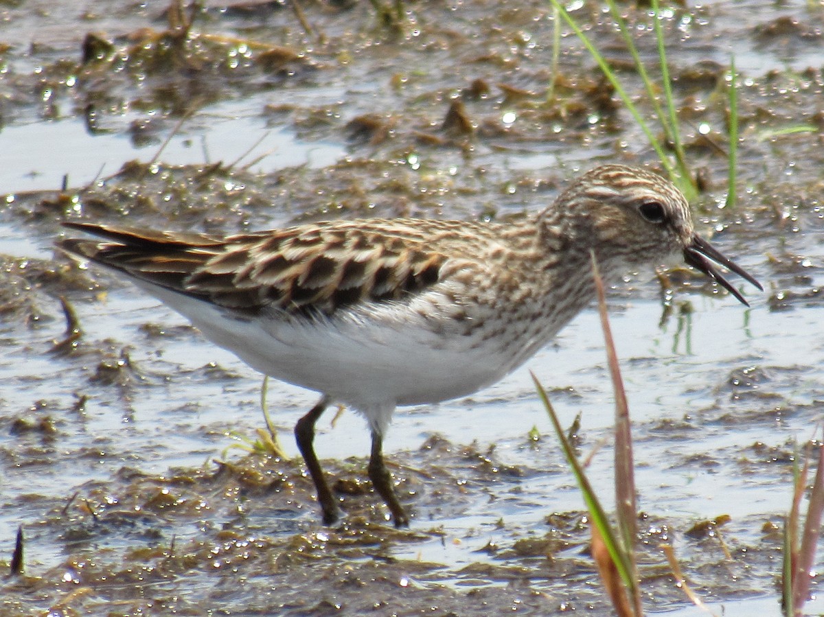 Least Sandpiper - ML448356411