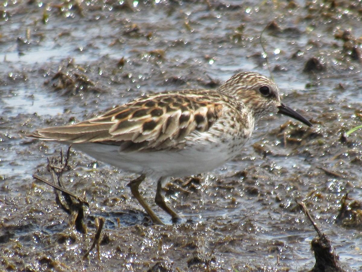 Least Sandpiper - ML448356431