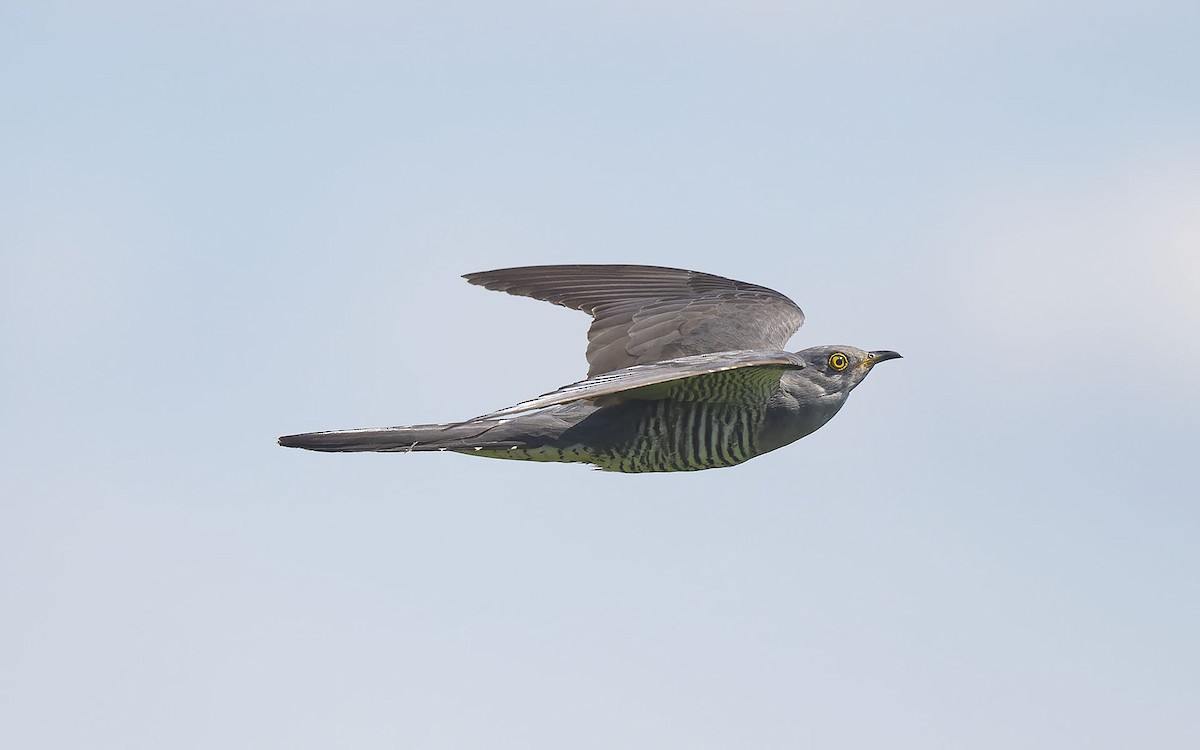 Common Cuckoo - ML448360151