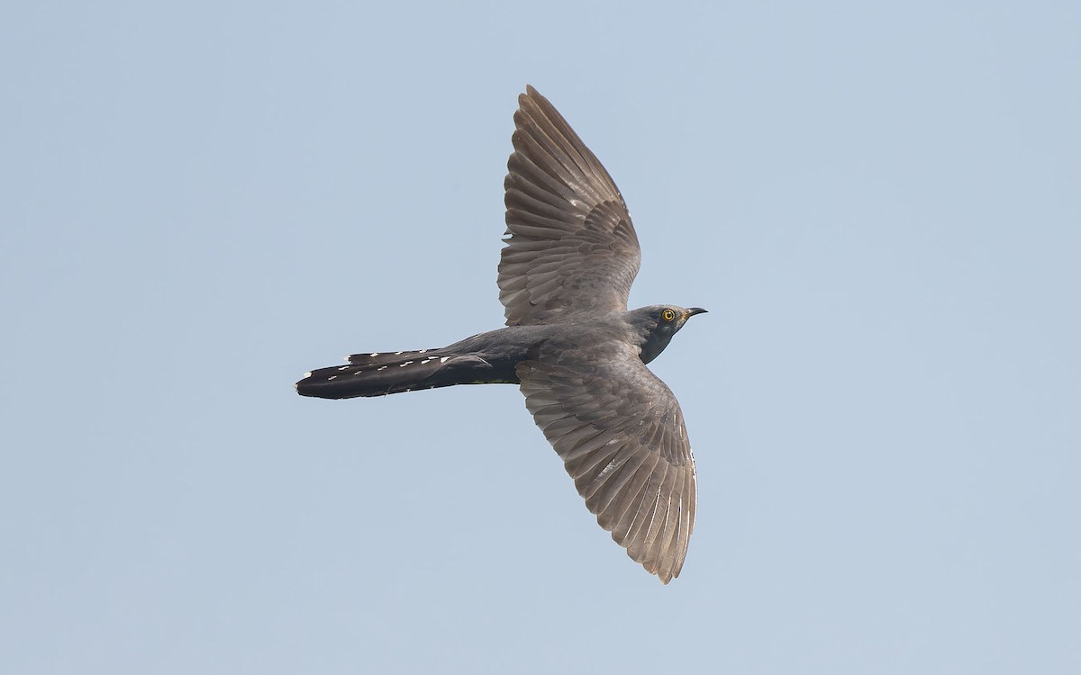 Common Cuckoo - ML448360161