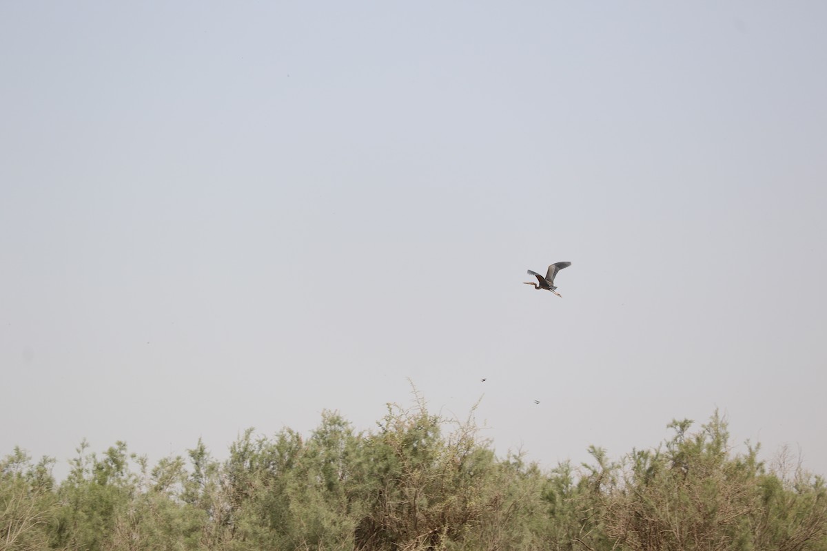 אנפה אפורה - ML448360311