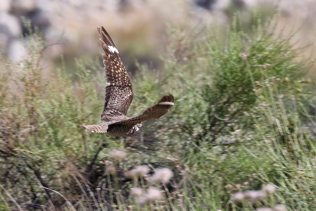 Lesser Nighthawk - ML448360961