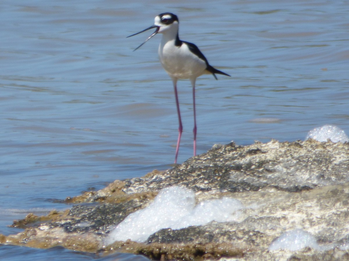 Cigüeñuela Cuellinegra - ML44836251