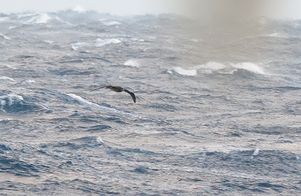 Albatros à pieds noirs - ML448363211