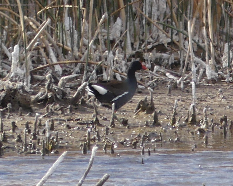 Common Gallinule - ML448363401