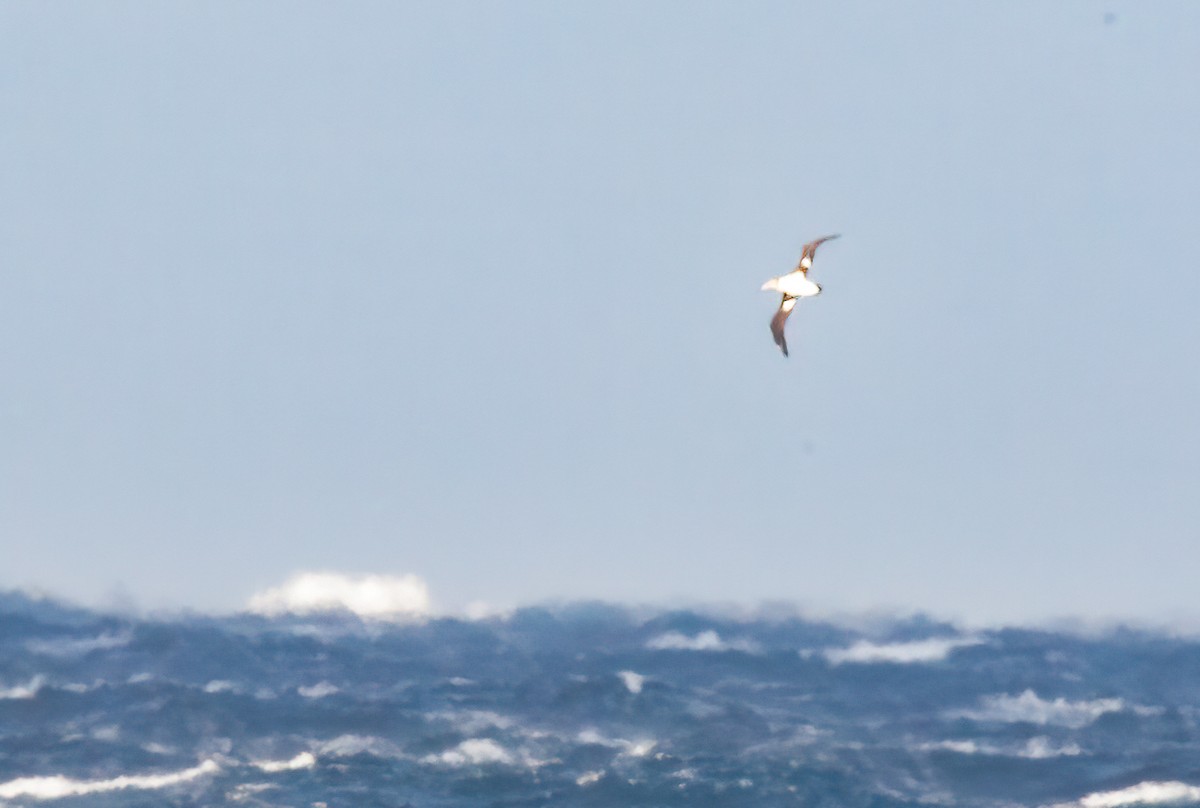 Short-tailed Albatross - ML448363531