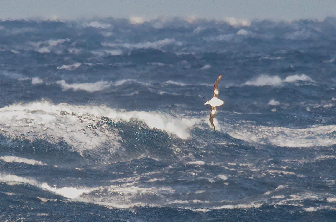 Short-tailed Albatross - ML448363601