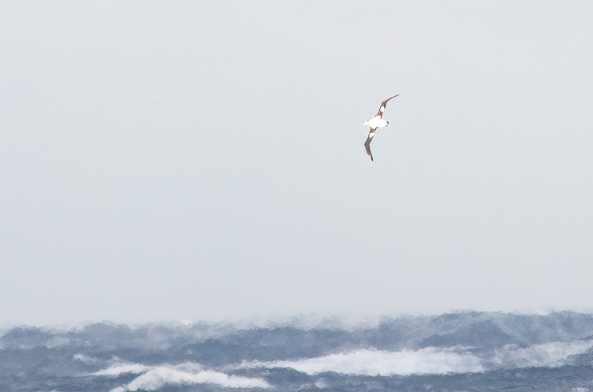 albatros bělohřbetý - ML448363691