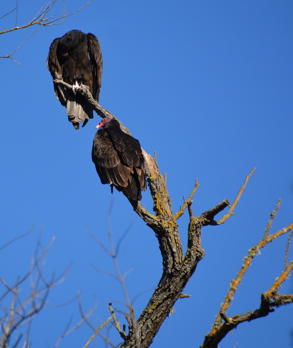 Turkey Vulture - ML448364041