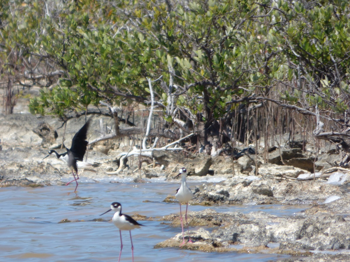 Cigüeñuela Cuellinegra - ML44836421