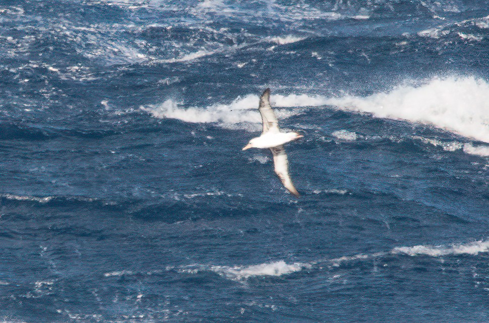 Laysan Albatross - ML448364831