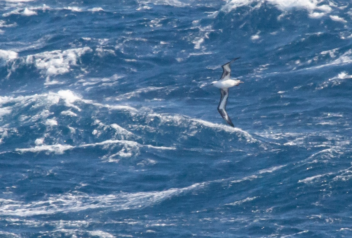 Laysan Albatross - ML448364871