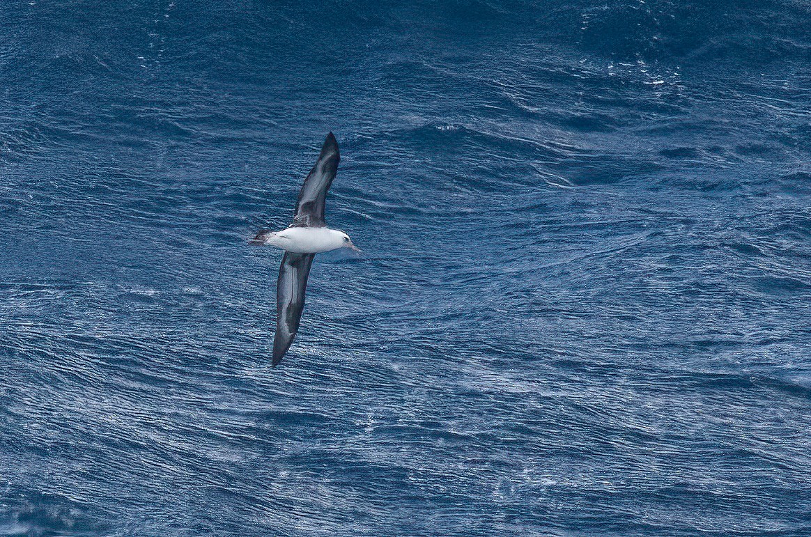 Laysan Albatrosu - ML448364891
