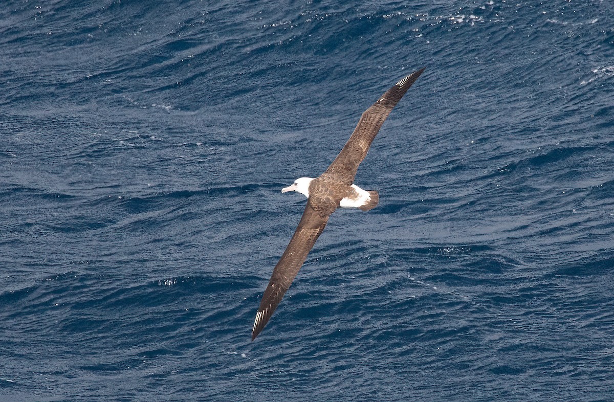 Laysan Albatrosu - ML448365001