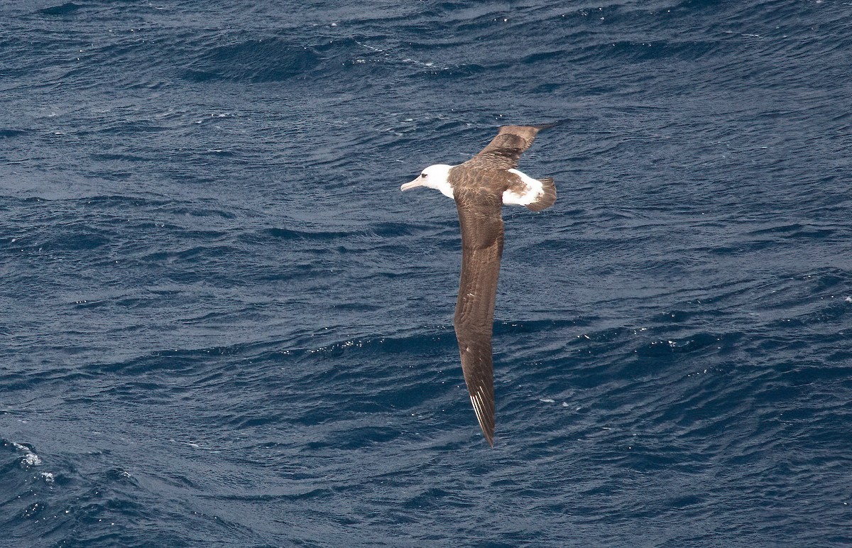 Laysan Albatrosu - ML448365021