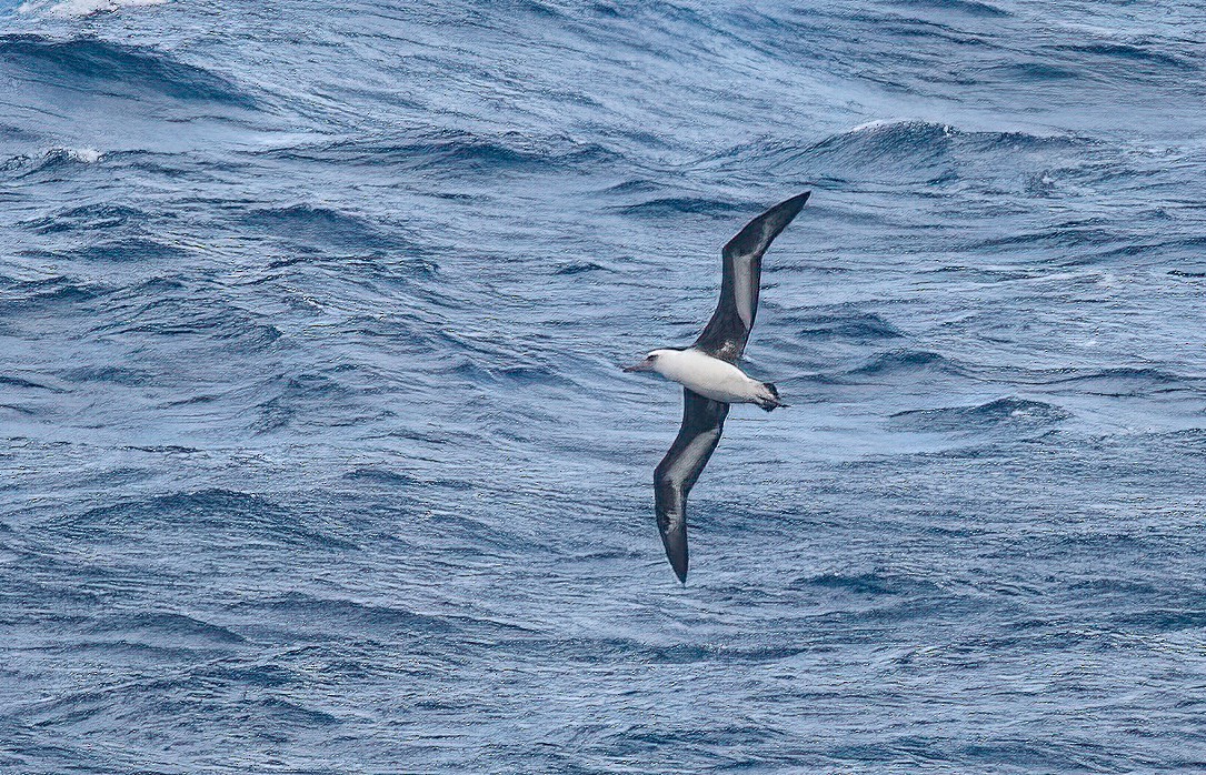 Laysan Albatross - ML448365041