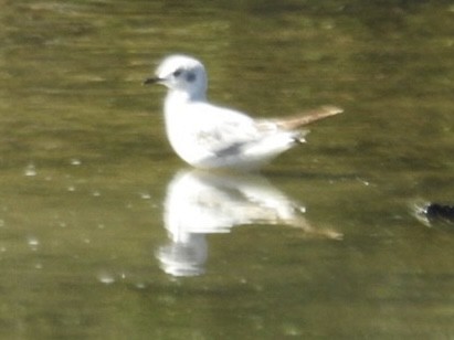 Mouette de Bonaparte - ML448365181