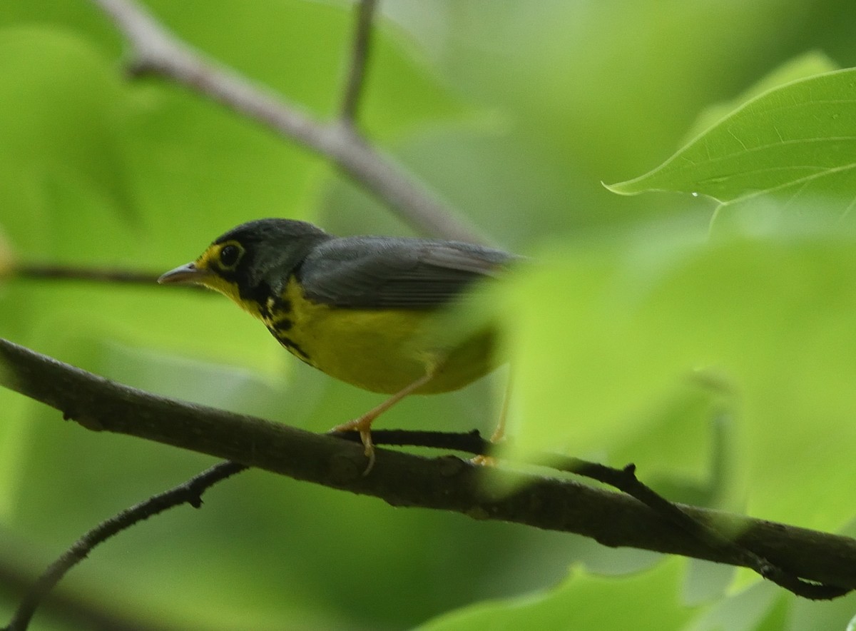 Canada Warbler - Guy Babineau