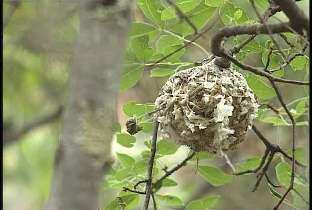 Vireo Plomizo (grupo plumbeus) - ML448367