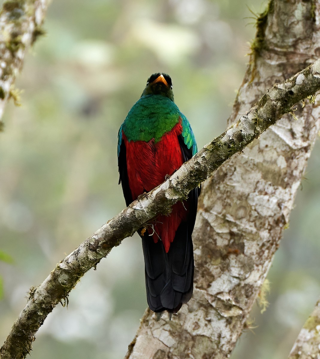 Golden-headed Quetzal - ML448367281