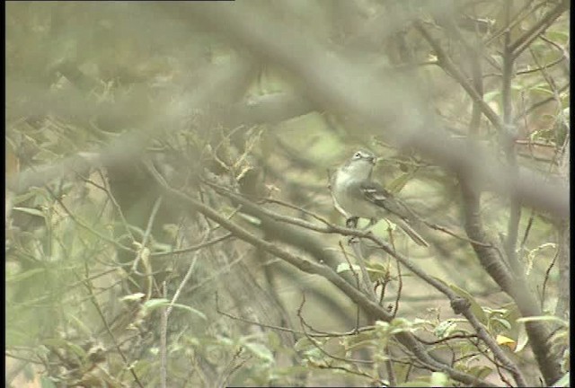 Kurşuni Vireo (plumbeus/gravis) - ML448368