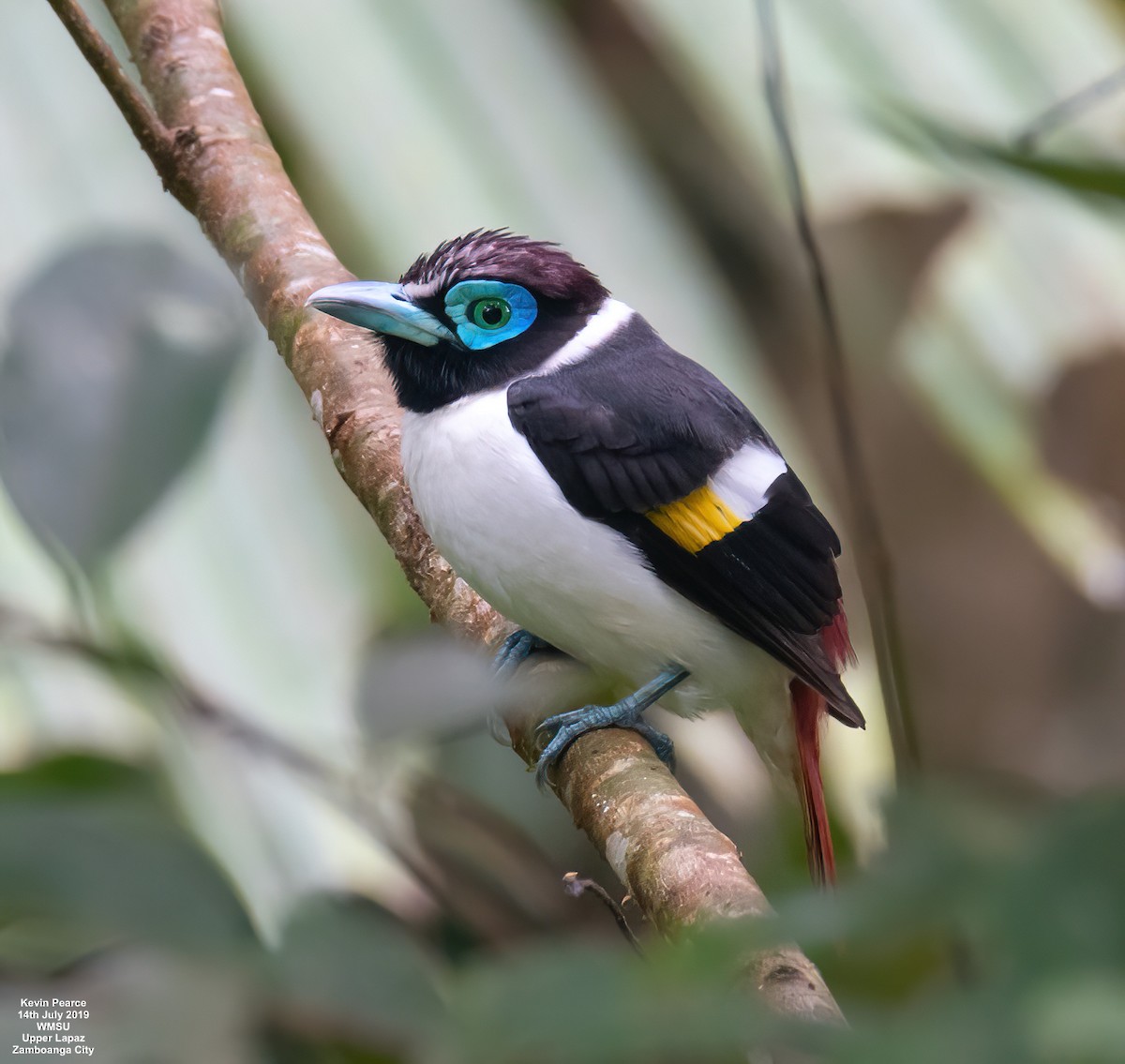 Wattled Broadbill - ML448368571