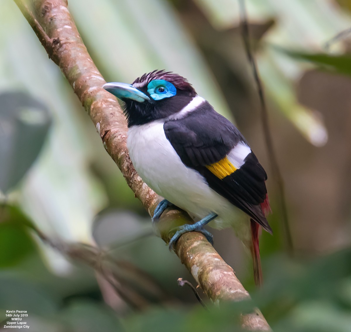 Wattled Broadbill - Kevin Pearce