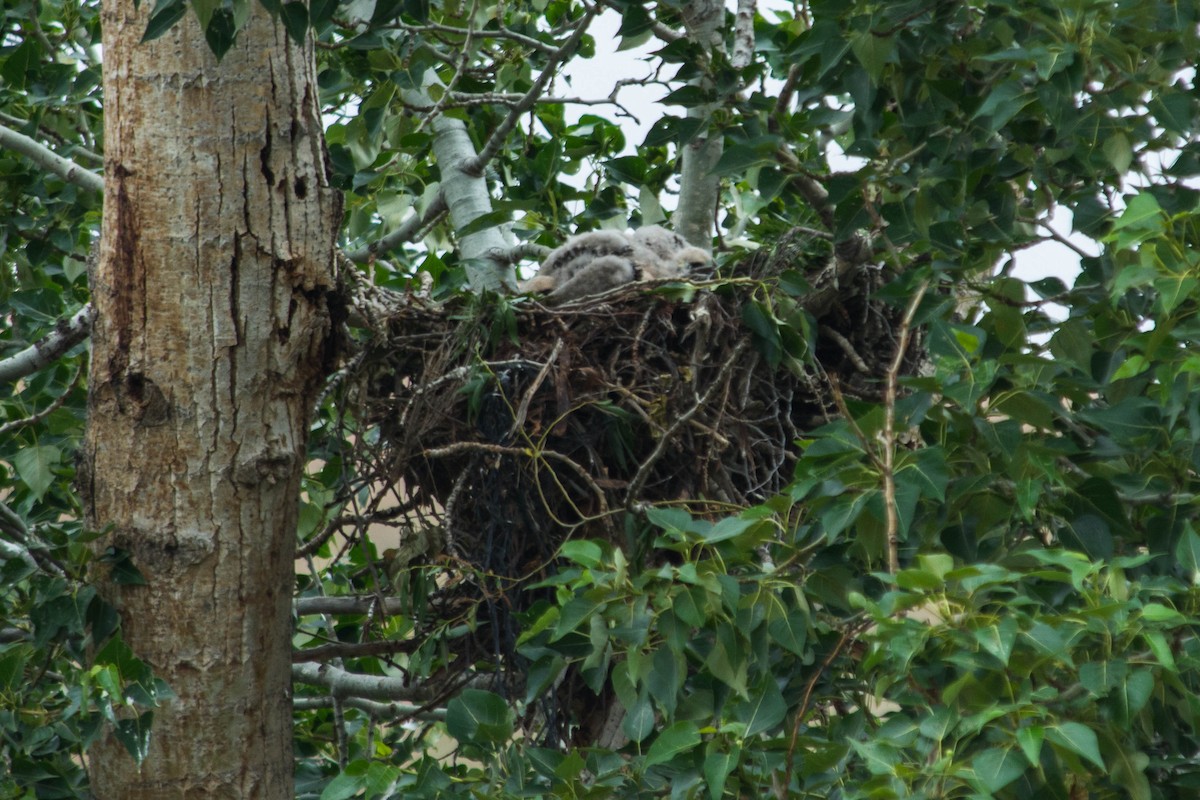 Red-tailed Hawk - ML44836921