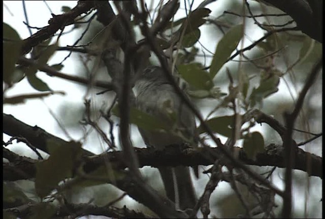 Vireo Plomizo (grupo plumbeus) - ML448370