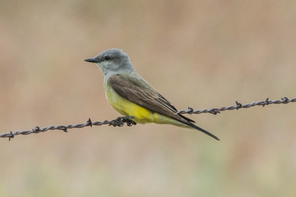 Western Kingbird - Joshua Little