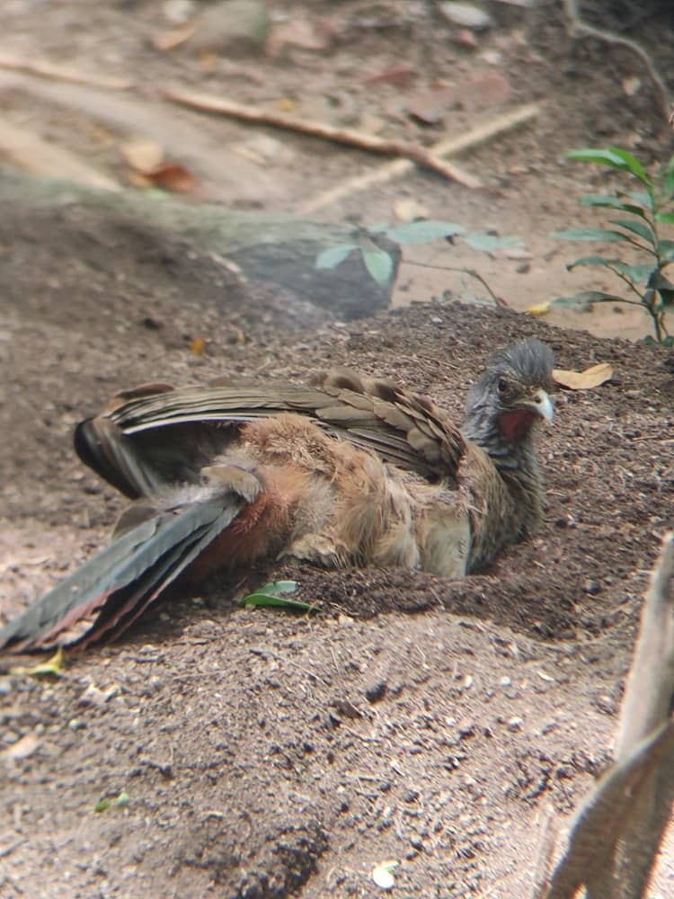 Chachalaca Culirroja - ML448370771